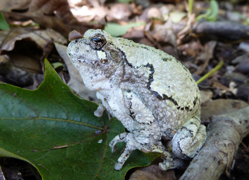 Grey tree frog